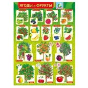 Плакат А2 Ягоды и фрукты 071.328
