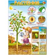 Плакат А2 Растения 24550 (р.д.)